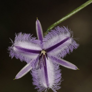 Thysanotus arenarius